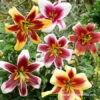 Mixed Orienpet Lilies