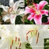 Fragrant Oriental Lily Collection -Garden Supplies Sales Store 37143 fragrant oriental lily collection