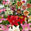 Mixed Lily Collection -Garden Supplies Sales Store 37144 mixed lily collection
