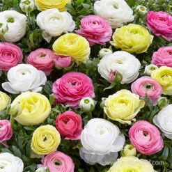 Tecolote® Ranunculus Pastel Mix