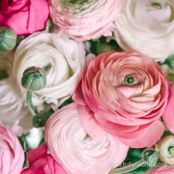 Tecolote® Ranunculus Pastel Mix -Garden Supplies Sales Store 37149 pastel mixed ranunculus 3