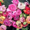 Tecolote® Ranunculus Picotee Mixed