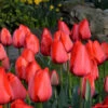 Red Impression Tulips Super Pack -Garden Supplies Sales Store 38100