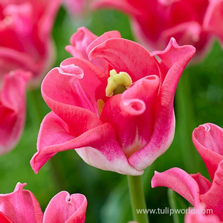 Crown Of Dynasty Triumph Tulip 5 Crown Of Dynasty Triumph Tulip - Image 3