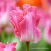Crown Of Dynasty Triumph Tulip -Garden Supplies Sales Store 38101 crown of dynasty 3