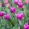 Purple Flag Triumph Tulip Super Pack