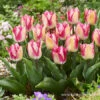 Yasmine Fringed Tulip -Garden Supplies Sales Store 38106 tulip fringed yasmine 2