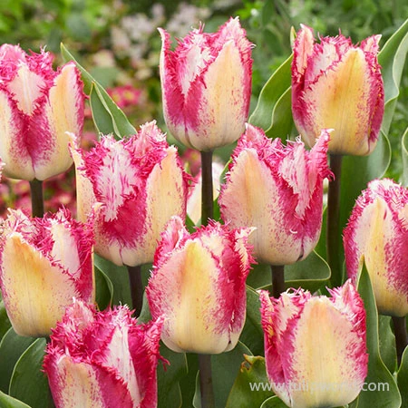 Yasmine Fringed Tulip 4 Yasmine Fringed Tulip - Image 2