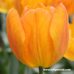 Glowing Tulip & Daffodil Collection -Garden Supplies Sales Store 38112 2