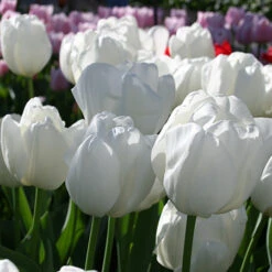 Perennial Tulip Collection -Garden Supplies Sales Store 38113a