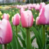 Ollioules Darwin Hybrid Tulip -Garden Supplies Sales Store 38114