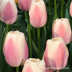 Delicate Touch Darwin Tulip Collection 17 Delicate Touch Darwin Tulip Collection -Garden Supplies Sales Store 38114 ollioules tulip 1