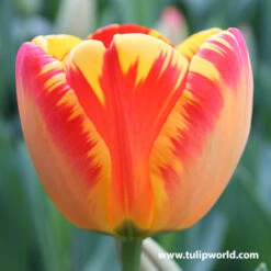 Tulip Cutting Garden Collection -Garden Supplies Sales Store 38115 1