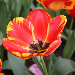 Tulip Cutting Garden Collection -Garden Supplies Sales Store 38115a