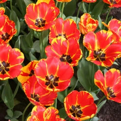 Tulip Cutting Garden Collection -Garden Supplies Sales Store 38115b