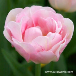 Late Spring Blooming Tulip Collection -Garden Supplies Sales Store 38120 1