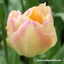Creme Upstar Double Tulip