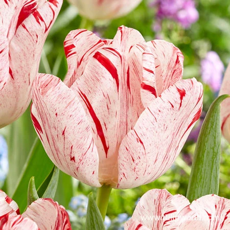 Merel Delight Triumph Tulip 4 Merel Delight Triumph Tulip - Image 2