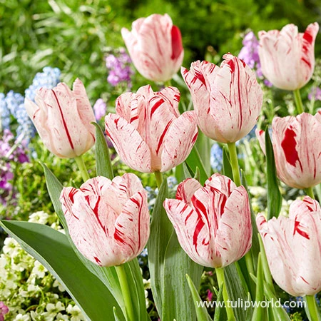 Merel Delight Triumph Tulip 3 Merel Delight Triumph Tulip