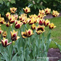 Gavota Triumph Tulip 7 Gavota Triumph Tulip -Garden Supplies Sales Store 38134 gavota triumph tulip 2