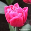 Sunset Tropical Double Tulip -Garden Supplies Sales Store 38135 sunset tropical tulip