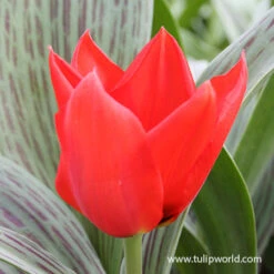 Red Riding Hood Greigii Tulip -Garden Supplies Sales Store 38138 red riding hood greigii tulip