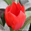 Red Riding Hood Greigii Tulip 1 Red Riding Hood Greigii Tulip -Garden Supplies Sales Store 38138 red riding hood greigii tulip 3