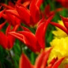 Aladdin Lily Tulip -Garden Supplies Sales Store 38142