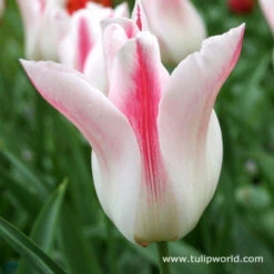 Chic Duo Tulip Collection -Garden Supplies Sales Store 38146 1