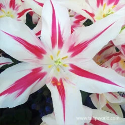 Chic Duo Tulip Collection -Garden Supplies Sales Store 38146 tulip marilyn 1