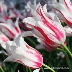 Chic Duo Tulip Collection -Garden Supplies Sales Store 38146 tulip marilyn 2 1