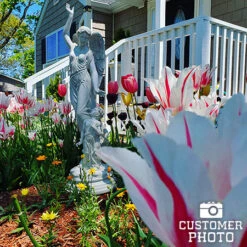 Chic Duo Tulip Collection -Garden Supplies Sales Store 38146 tulip marilyn 3 1