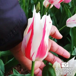 Chic Duo Tulip Collection -Garden Supplies Sales Store 38146 tulip marilyn 4 1