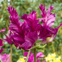 Late Spring Blooming Tulip Collection -Garden Supplies Sales Store 38152 negrita parrot tulip