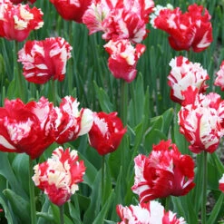 Chic Duo Tulip Collection -Garden Supplies Sales Store 38153 1