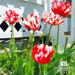 Chic Duo Tulip Collection -Garden Supplies Sales Store 38153 estella rijnveld parrot tulip 1