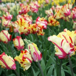 Tulip Cutting Garden Collection -Garden Supplies Sales Store 38154 1