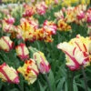 Texas Flame Parrot Tulip -Garden Supplies Sales Store 38154 2