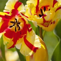 Texas Flame Parrot Tulip -Garden Supplies Sales Store 38154a 2