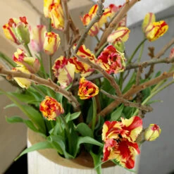 Texas Flame Parrot Tulip -Garden Supplies Sales Store 38154b 2