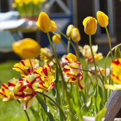 Tulip Cutting Garden Collection -Garden Supplies Sales Store 38154c 1