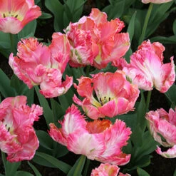Parrot Tulip Collection -Garden Supplies Sales Store 38155 1