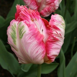 Parrot Tulip Collection -Garden Supplies Sales Store 38155 2