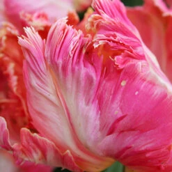 Parrot Tulip Collection -Garden Supplies Sales Store 38155 3