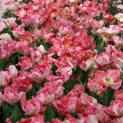 Parrot Tulip Collection -Garden Supplies Sales Store 38155 4