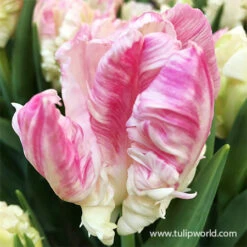Parrot Tulip Collection -Garden Supplies Sales Store 38155 apricot parrot tulip