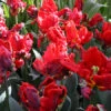 Rococo Parrot Tulip 2 Rococo Parrot Tulip -Garden Supplies Sales Store 38156
