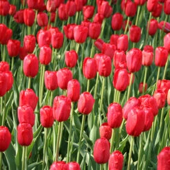 Sky High Scarlet Single Late Tulip -Garden Supplies Sales Store 38167 1