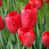 Sky High Scarlet Single Late Tulip -Garden Supplies Sales Store 38167 2 1
