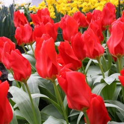 Long Blooming Tulip Collection -Garden Supplies Sales Store 38184 1